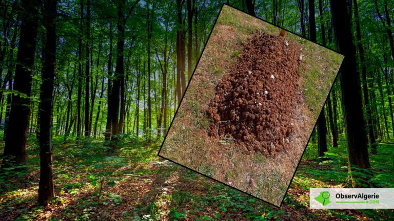 montage : Foret avec une tombe en merdaillon,