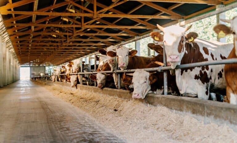 Vaches dans une ferme