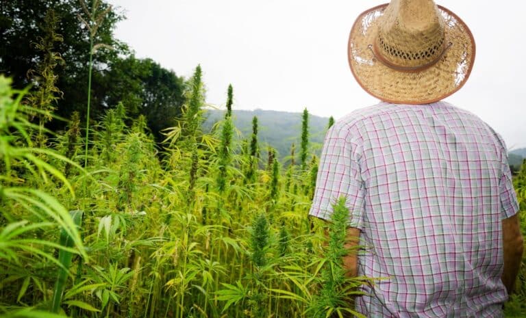 fermier dans un champ de cannabis au Maroc