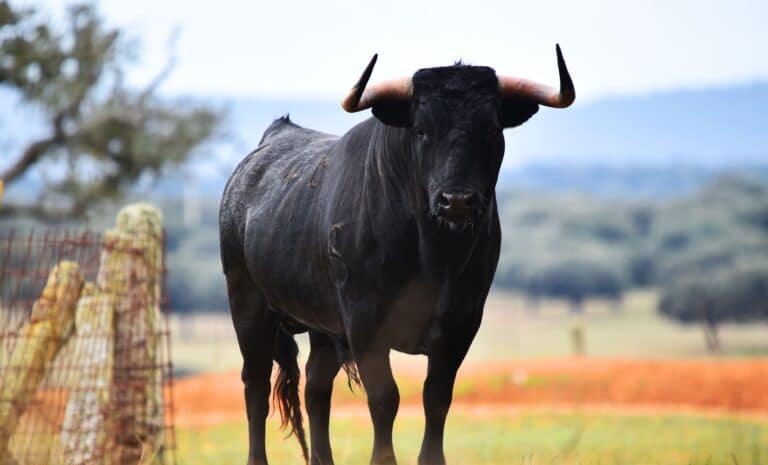 taureau noir