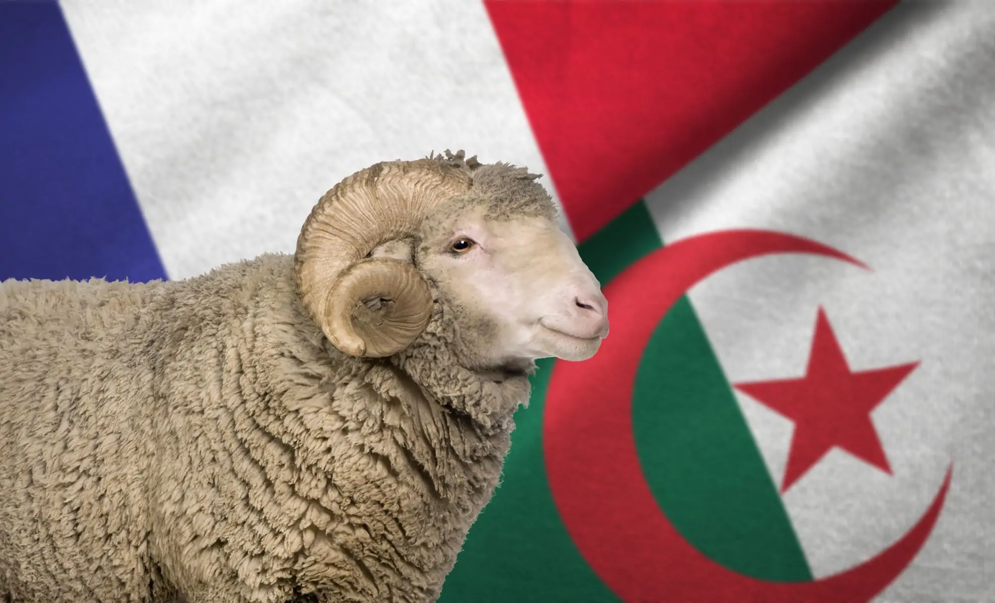 mouton de l'aïd el-kebir sur fond de drapeaux de l'Algérie et de la France