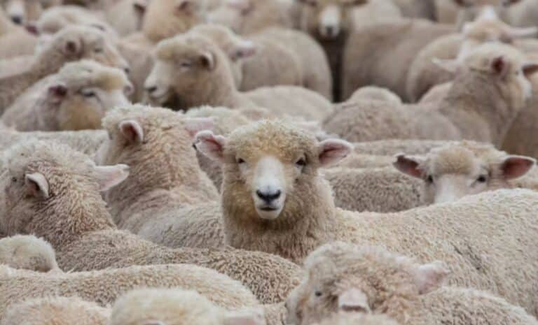 Moutons de l'Aïd el Adha - Algérie Moutons de l'Aïd el Adha - Algérie