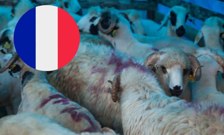 Aid El-Adha en France