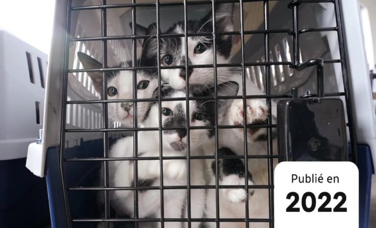 Animaux voyageant dans une cage - Air Algérie