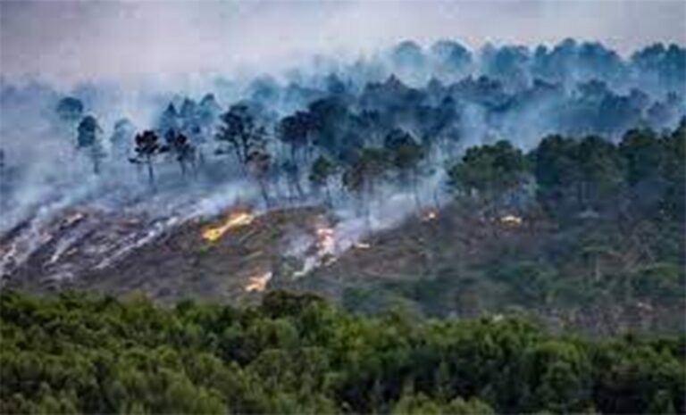 Algérie - Incendie Chréa - Blida