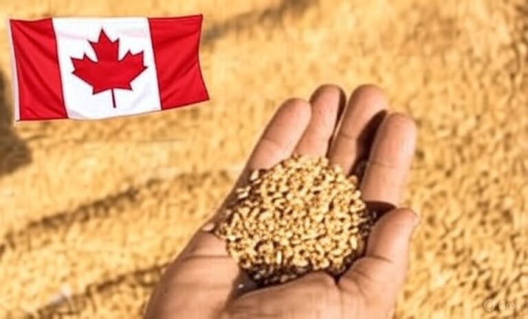 L’Algérie se tourne vers le Canada pour importer du blé dur L’Algérie se tourne vers le Canada pour importer du blé dur