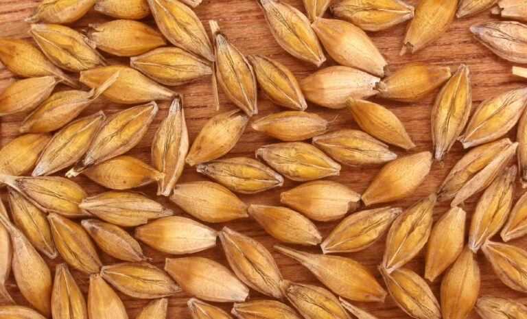 Algérie - Production Orge