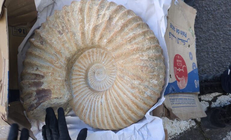 France : près de 2 000 objets archéologiques algériens saisis par la douane