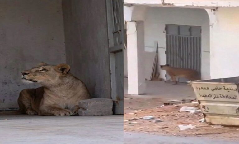 Scène rare en Algérie une lionne déambule en pleine ville