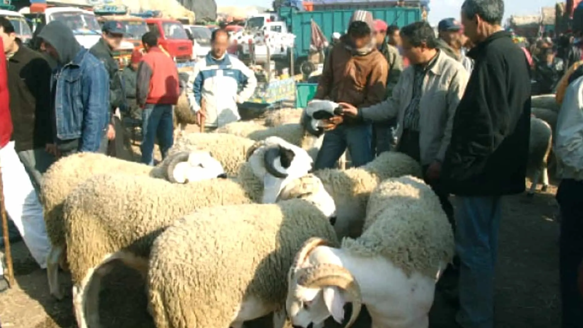 Un marché clandestin de moutons